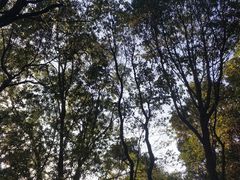 -火炉山森林公园