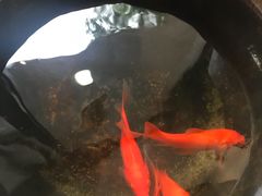 -囿面传统制面馆(中央路店)