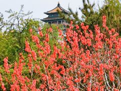 -莲花池公园