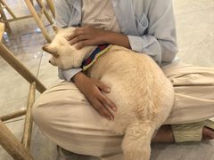 -柴犬小屋·柴餐厅·狗咖食堂(金鼎广场店)