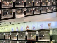 -翊宠yipet猫狗购宠庄园犬舍•猫舍