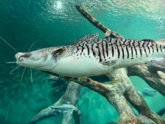 -上海海洋水族馆