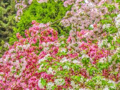 -海棠花溪(元大都城垣遗址公园)