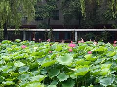 -四川大学(望江校区)