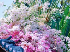 -深圳国际园林花卉博览园