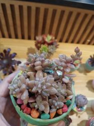 -翱翔飞越地平线