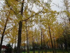 -洨河生态公园