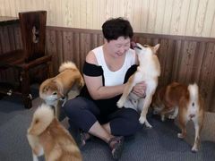 -柴源莊·柴小宠柴犬咖啡