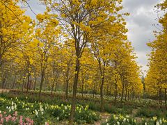 -天适樱花悠乐园