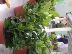 上海鲜花港-上海鲜花港