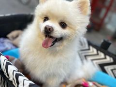 -苹果花园(鞍山路店)