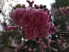 -海棠花溪(元大都城垣遗址公园)