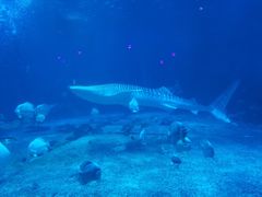 -烟台海昌鲸鲨海洋公园