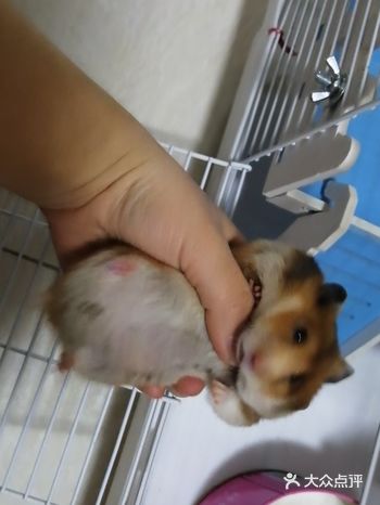 肥嘟嘟的超可爱。目前没分辨出公母也不打算给它找异性