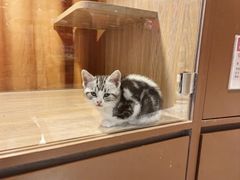 -米乐乖乖猫咪咖啡馆·猫咖(深圳湾后海汇店)