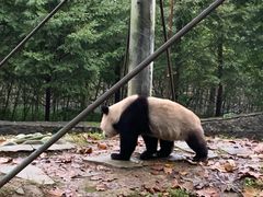 -都江堰中华大熊猫苑