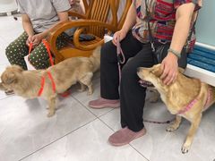 -达爱动物医院·犬猫分区·CT·复杂眼科(远洋山水分院)
