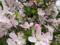 -洛阳郁金香牡丹园