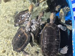 -顺德南宏海立方海洋公园