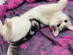 -灵美宠物诊所
