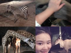 -清迈夜间动物园