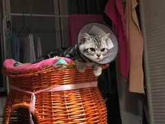-纳吉亚猫专科动物医院博雅分院