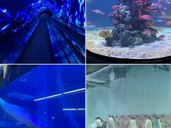 -正佳极地海洋世界