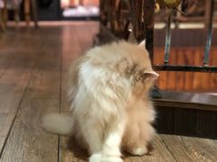 -more than meow吴止猫主题餐厅(承德 中船汇店)