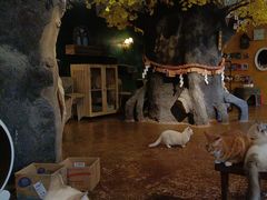 -猫猫幼稚园·撸猫·桌游·电玩