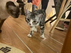 -猫友咖啡店(玉林西路店)