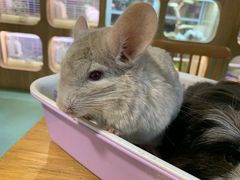 -藦茜花园宠物主题亲子互动体验馆(国顺东路店)