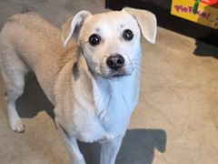 -百好乐宠物友好餐厅(朝外大街店)