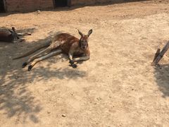 -青岛森林野生动物世界