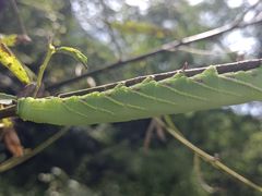 -云岫谷游猎自然风景区
