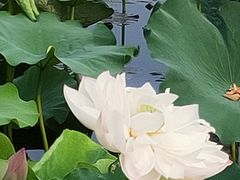 -荷塘月色湿地公园·向阳花洲