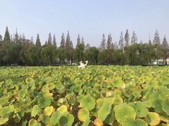 -莱西月湖公园