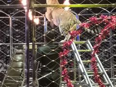 -俄罗斯国家大马戏团