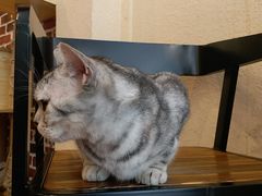 -猫友咖啡店(玉林西路店)