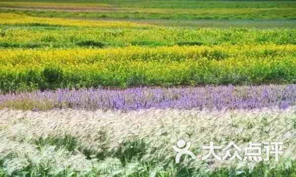帕里草原-图片-亚东县周边游-大众点评网