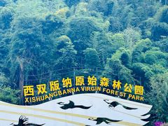 -西双版纳原始森林公园