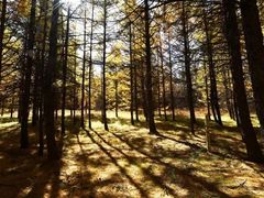 -塞罕坝国家级自然保护区