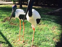 -费瑟代尔野生动物园