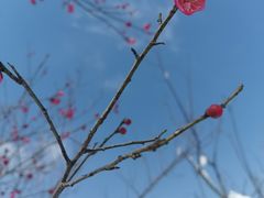 -洋湖国家湿地公园