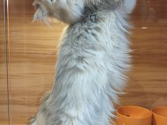 -猫十亿·布偶金渐层·曼基康矮脚猫舍(青年路店)