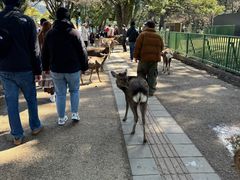 -奈良公园