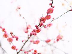 -香雪海