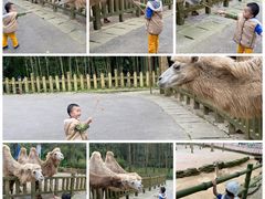 -贵州森林野生动物园