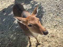 -鹿境梅花鹿生态园区