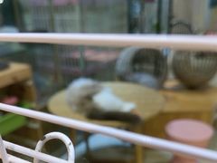 -藏猫猫咖啡主题馆(中央大道店)