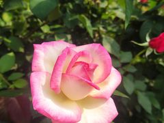 -深圳国际园林花卉博览园